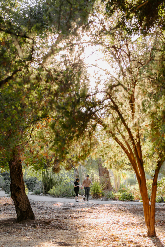 palo alto cactus garden maternity session as example of san francisco maternity photographer